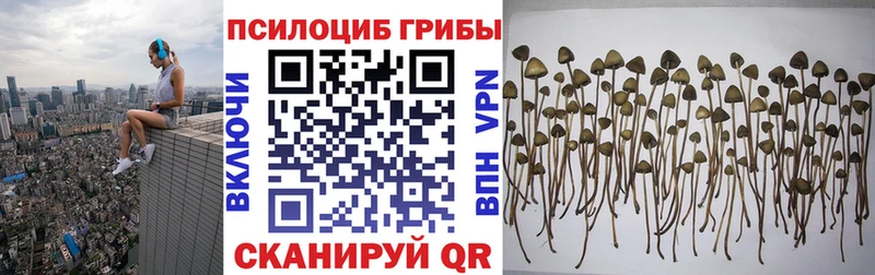 Галлюциногенные грибы Cubensis  кракен зеркало  Тверь 